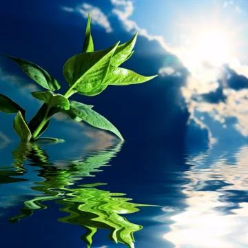 Green sprout Stock Photos