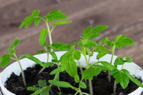 The green sprout Stock Photos