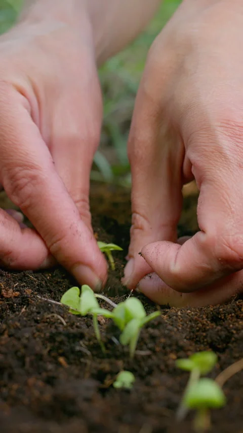 A green sprout is planted in the ground with the help of female hands. Stock Footage 309947312