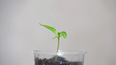 Green sprout in a plastic cup 4K Video stock 274402686