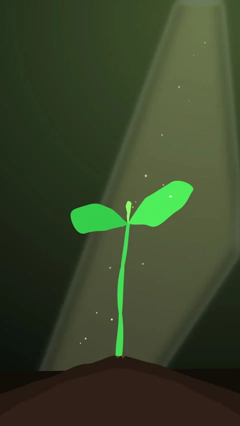 Green sprout seedling growing in soil under dramatic spotlight ray animation Stock Footage 346738568
