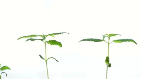 Green sprout shaking under the wind blow Stock Footage 239137811