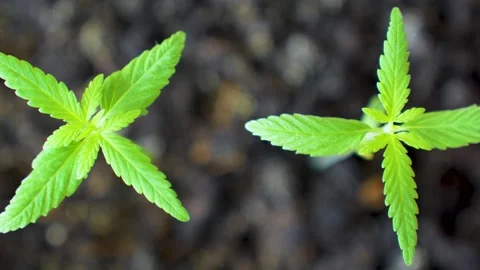 Green sprout shaking under the wind blow, top view Video stock 239137844