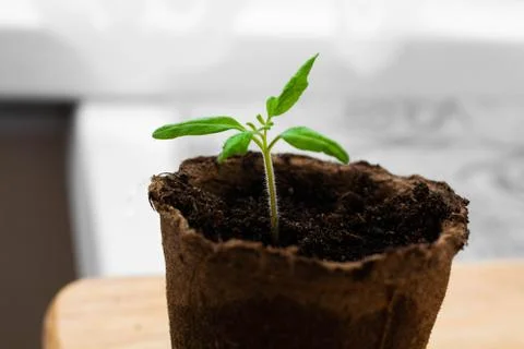Green sprout in the small container. Peat cup for seedlings. Stock Photos
