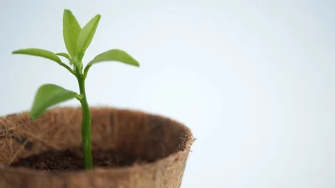 Green sprout in small tree pot on white background, environmental concept Stock Footage 121322412