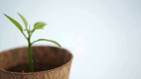 Green sprout in small tree pot on white background, environmental concept Stock-Footage 121322416