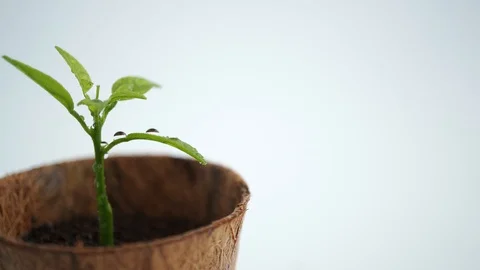 Green sprout in small tree pot on white background, environmental concept 库存影片 121322458