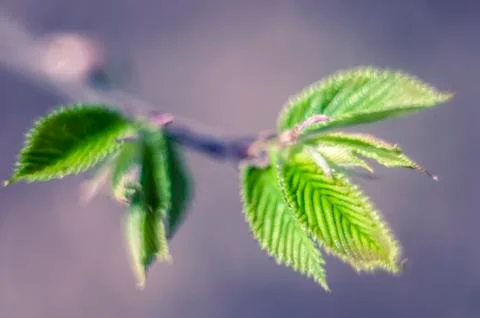 Green sprout in the spring blurred background. Stock Photos