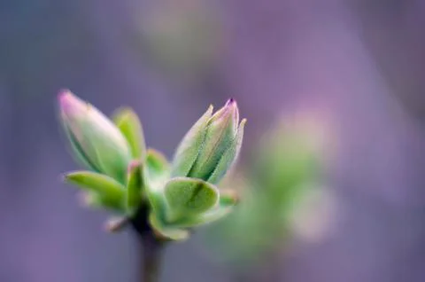 Green sprout in the spring blurred background. Stock Photos