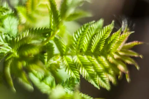 Green sprout in the spring blurred background Stock Photos