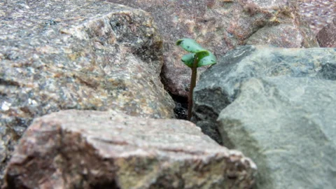 Green sprout sprouts through a crack in the rocks, accelerated shooting,timelaps Video stock 151355264