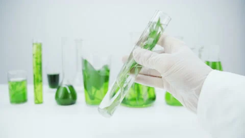 Green sprout in test tubes. Stock Footage 144011749