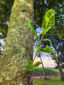 Green Sprout on Tree Stock Photos