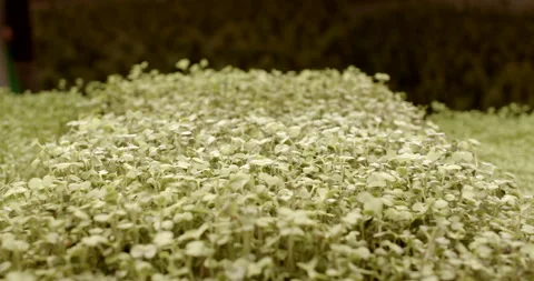 Green sprouted seeds commonly added to salads, enhance both flavor and nutrition Video stock 255809532