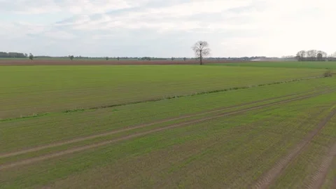 Green Sprouting Field with Lone Tree Under Cloudy Sky Stock Footage 273893908