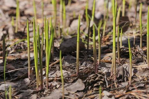 Green sprouts appear in spring in the forest Stock Photos