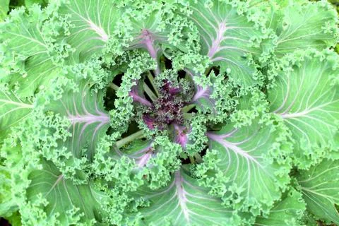 Green sprouts. Background. Stock Photos