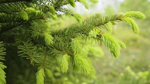 Green sprouts developing on fir tree branches, revealing delicate new growt.. Stock Footage 310965736