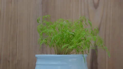 Green sprouts  dill Stock Footage 131207099