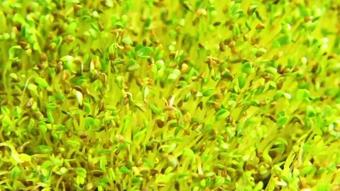Green sprouts in field Video stock 76098254