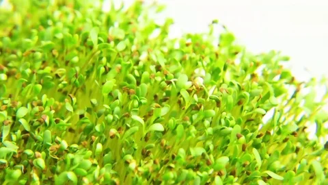 Green sprouts in field Vídeos de archivo 76098306