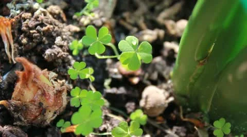 Green sprouts Stock Footage 10820149