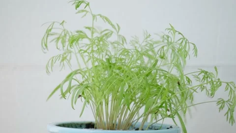 Green sprouts Stock Footage 131206803