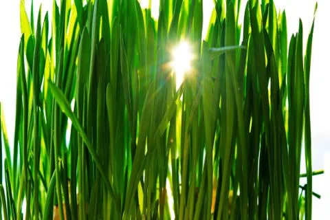 Green sprouts of grass through which the bright rays of the sun Shine close up Stock Photos