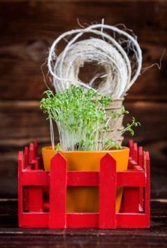 Green sprouts, peat pots, rough thread in red box. Landing of seedling Stock Photos