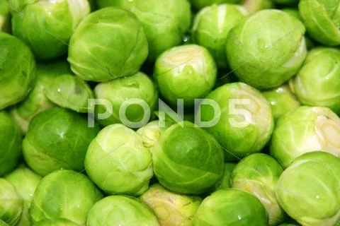Green sprouts Stock Photos