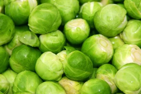 Green sprouts Stock Photos