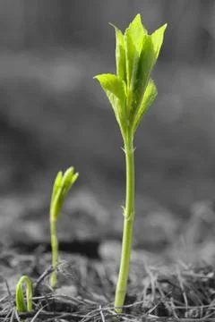 Green sprouts Stock Photos