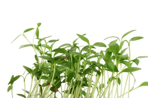 Green sprouts Stock Photos