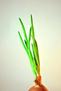 Green sprouts Stock Photos