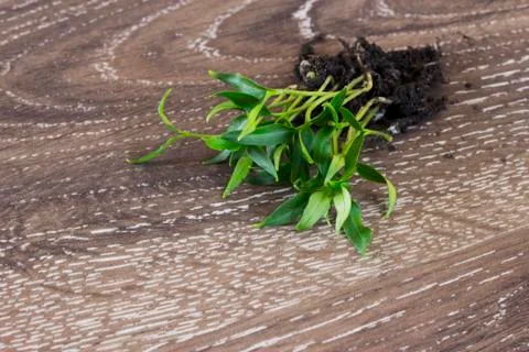 The green sprouts Stock Photos