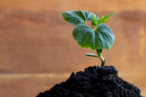 The green sprouts 库存照片