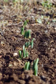 Green sprouts Stock Photos