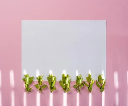 Green sprouts on a pink frame and white background. Stock Photos