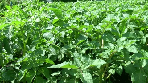 Green sprouts of potatoes shakes the wind on an agricultural field Stock Footage 128283645