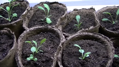 Green sprouts in pots 1 Stock Footage 107277400