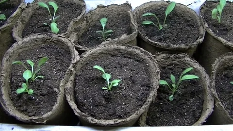 Green sprouts in pots 2 库存影片 107277430