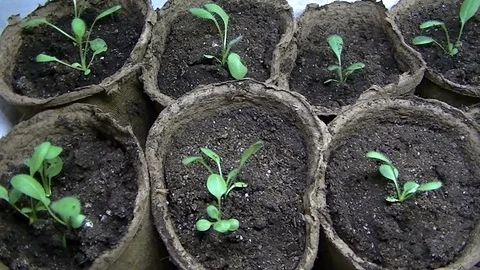 Green sprouts in pots 3 库存影片 107277453
