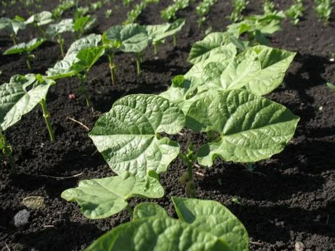 Green sprouts in the soil Stock Photos