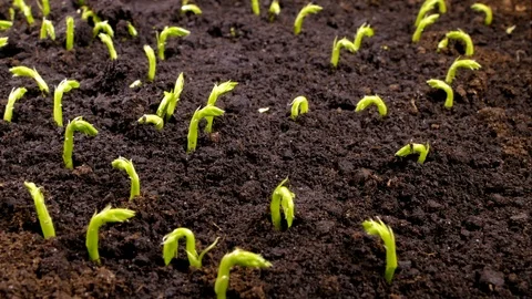 Green sprouts sprout from the ground. The beginning of a new life Video stock 125742747