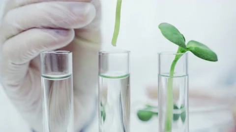 Green sprouts in test tubes. Stock Footage 144011150