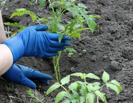 Green sprouts of tomato seedlings are planted in the ground in the open air. Stock Photos