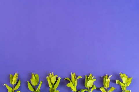 Green sprouts on a violet background. Stock Photos