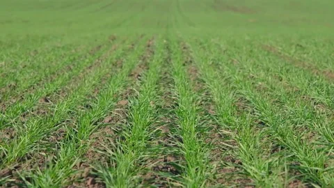Green sprouts of wheat in the field Video stock 166619594