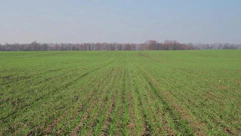 Green sprouts of wheat in the field Video stock 166619600
