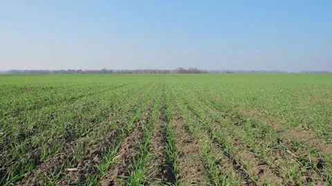 Green sprouts of wheat in the field Video stock 166619603